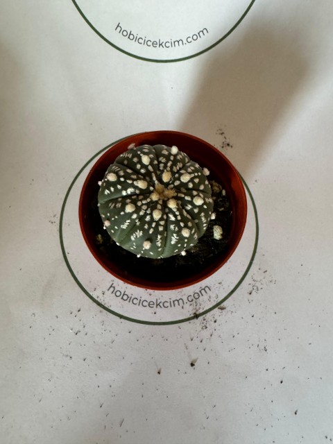 Astrophytum Asterias Super Kabuto