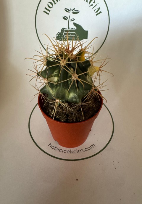 Ferocactus sp. Variegated