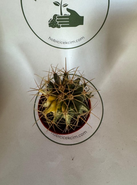 Ferocactus sp. Variegated