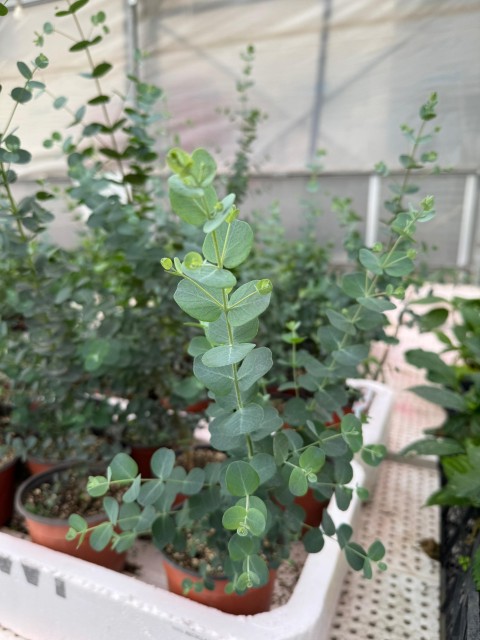 Gardina Mentol Kokulu Eucalyptus Cinerea Fidesi Uzun boy