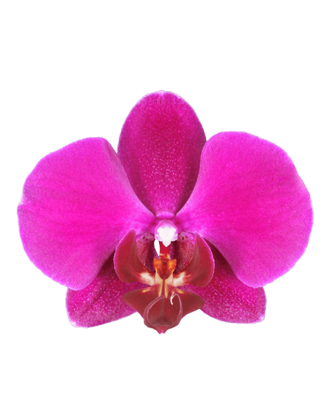 Phalaenopsis Jessica Tek Dallı Mor Orkide