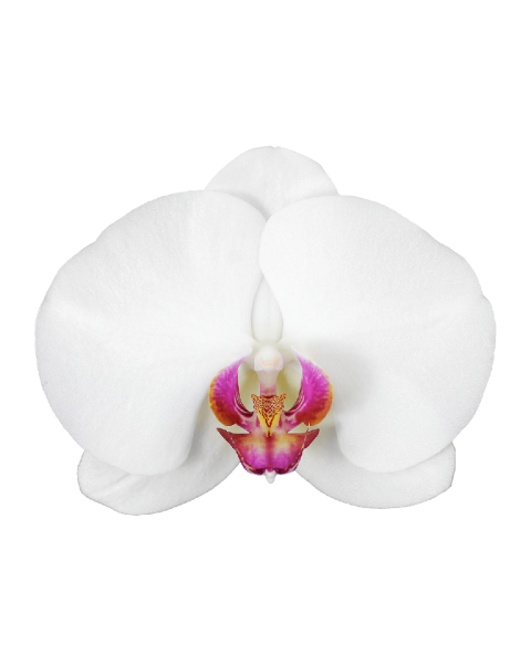 Phalaneopsis Hermonie Tek Dallı Beyaz Orkide